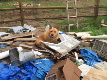 Holy Days in the Apple Pi Inn: Earth Day